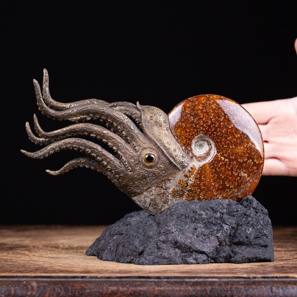 Sculpture d'ammonite Fantastique reconstruction d'ammonite en 3D - - Fragment fossilisé - Cleoniceras - 210 mm - 155 mm #1.1