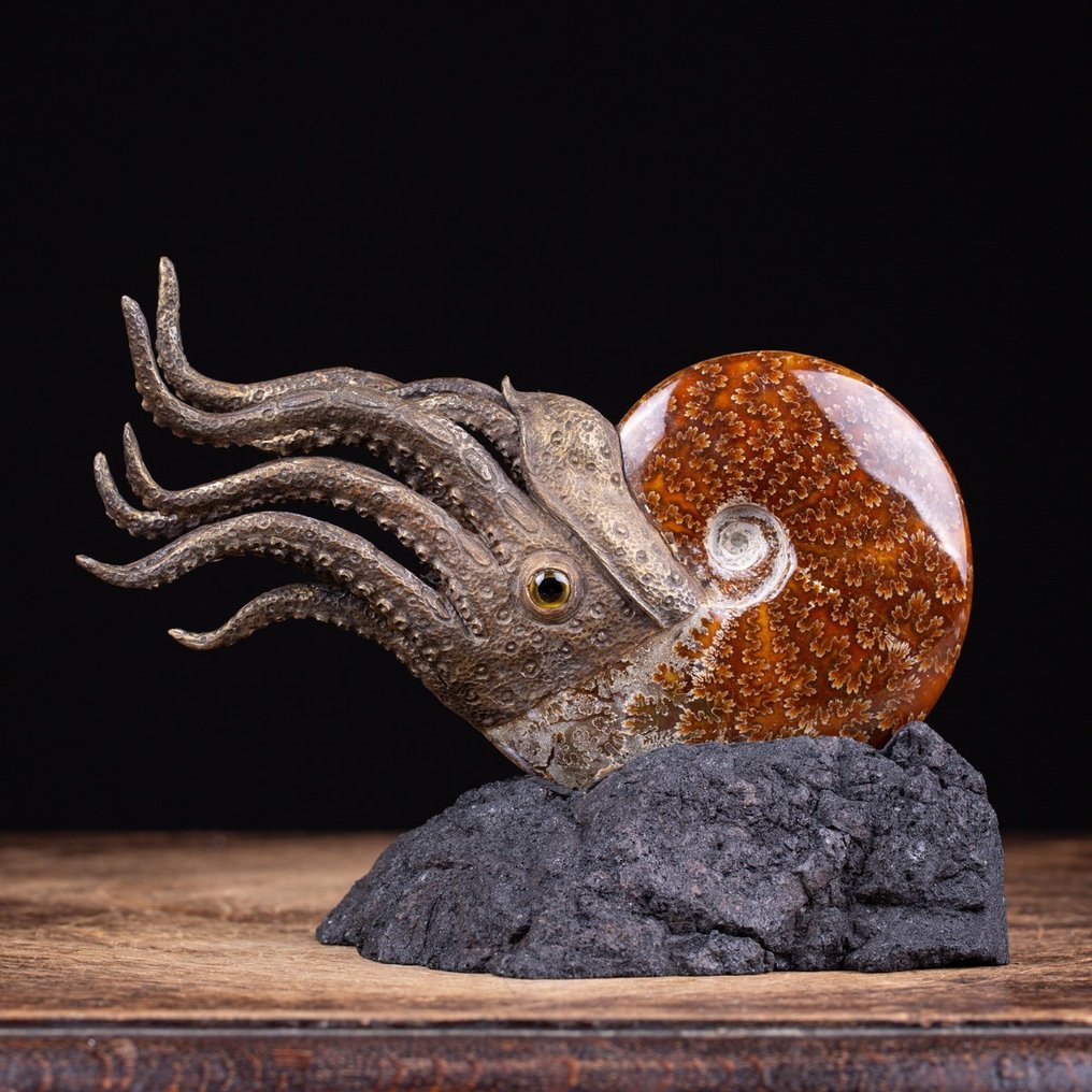 Sculpture d'ammonite Fantastique reconstruction d'ammonite en 3D - - Fragment fossilisé - Cleoniceras - 210 mm - 155 mm #1.2