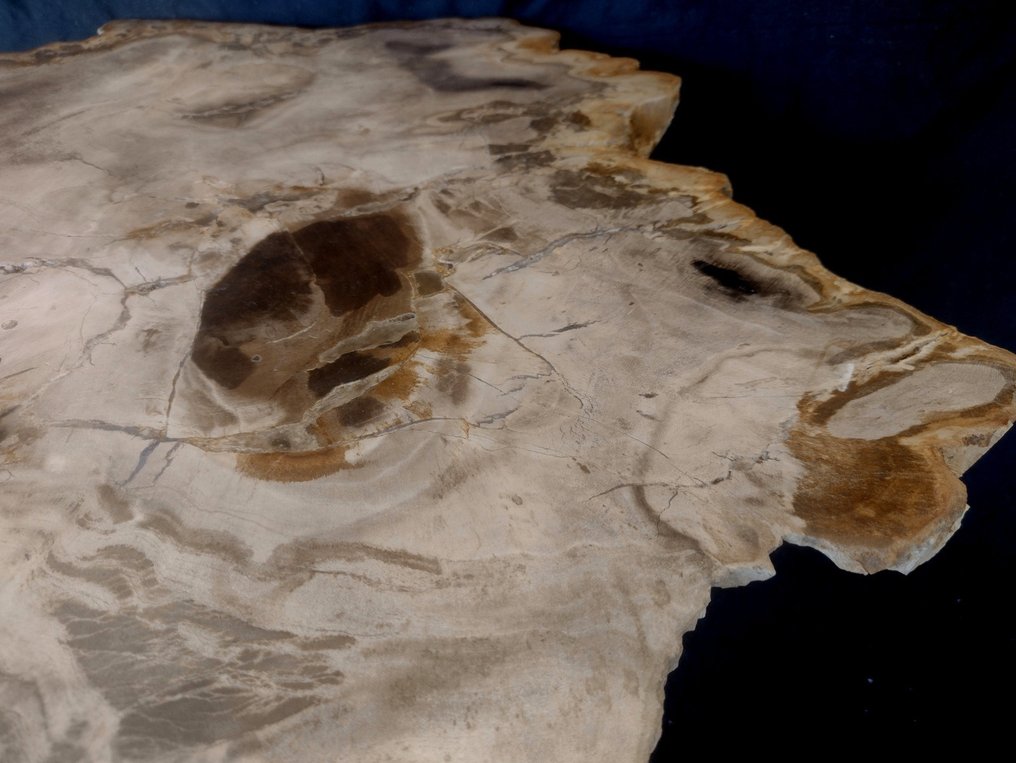 咖啡桌 - 木化石。 #2.2