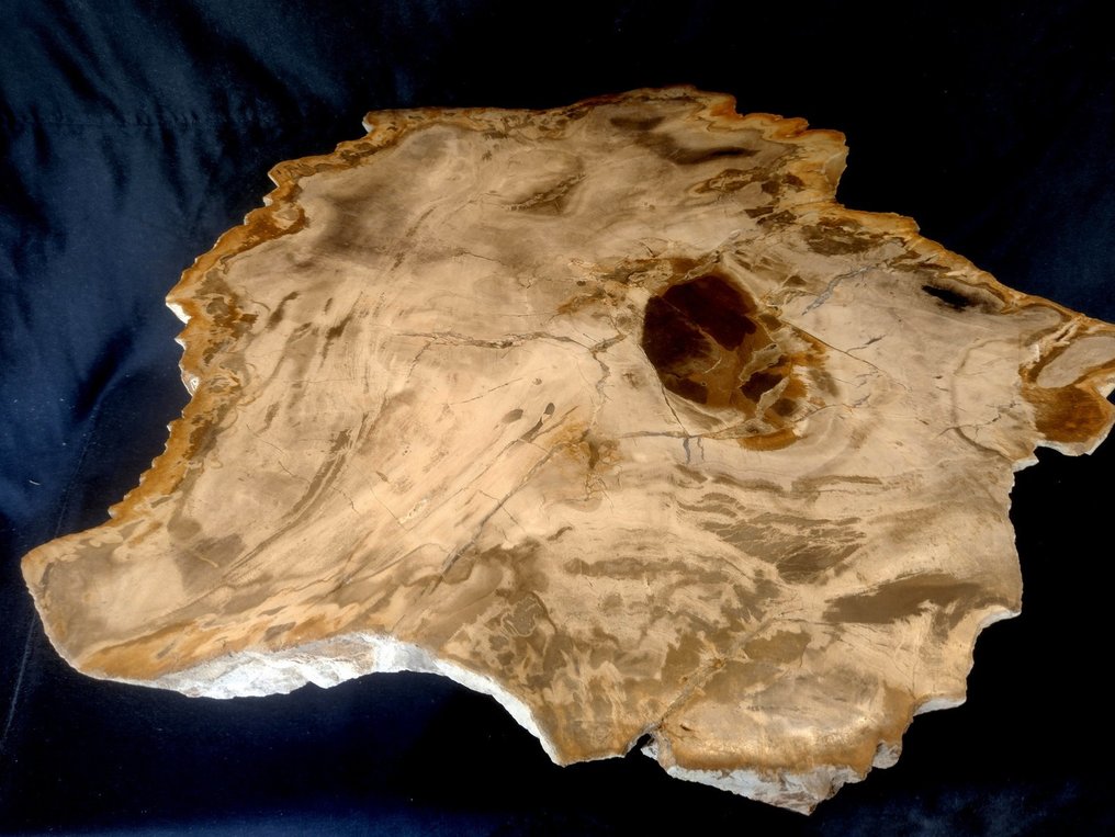 咖啡桌 - 木化石。 #2.1