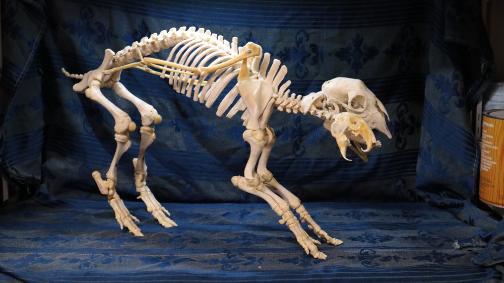 quimera herbívora Esqueleto completo con cráneo - chmera erbivora - 42 cm - 65 cm - 23 cm- Especie no CITES #1.1
