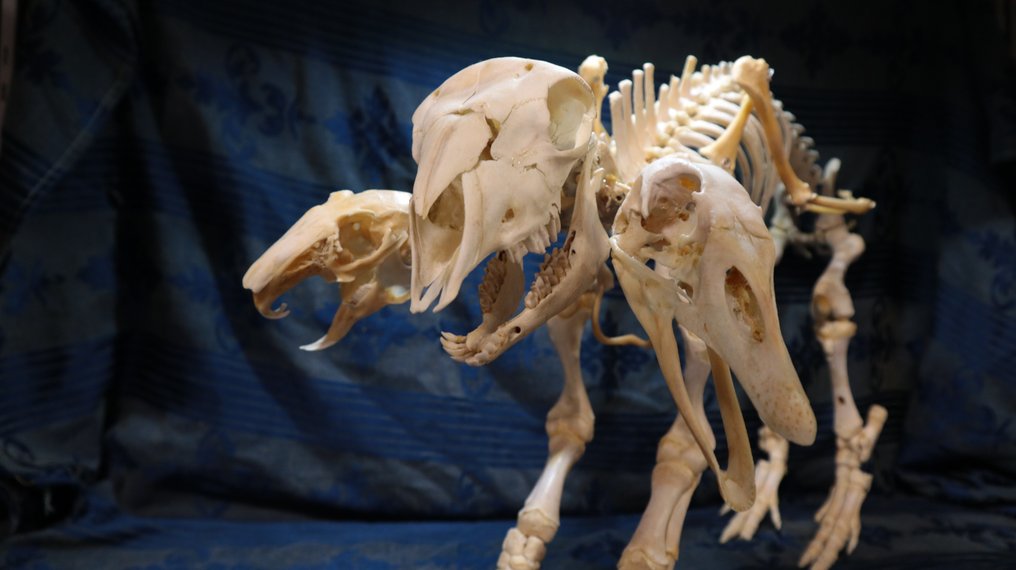 chimera roślinożerna Pełny szkielet z czaszką - chmera erbivora - 42 cm - 65 cm - 23 cm- Gatunki inne niż CITES #3.1