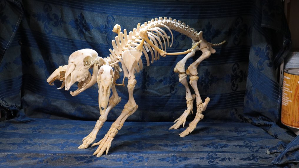 chimera roślinożerna Pełny szkielet z czaszką - chmera erbivora - 42 cm - 65 cm - 23 cm- Gatunki inne niż CITES #2.1