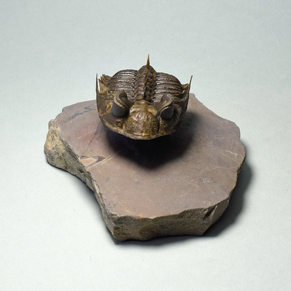 Spiny Trilobite - Απολιθωμένο ζώο - Erbenochile erbeni #2.1