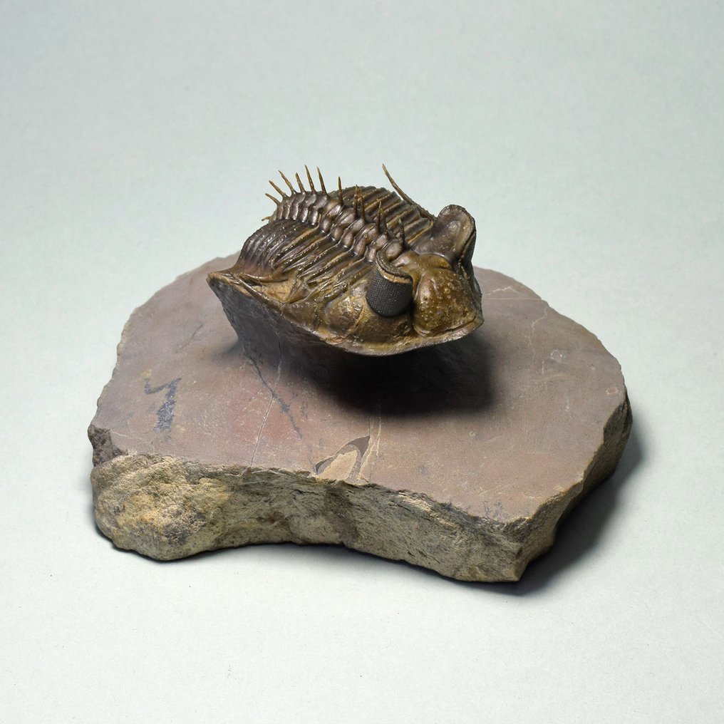 Spiny Trilobite - Απολιθωμένο ζώο - Erbenochile erbeni #3.2