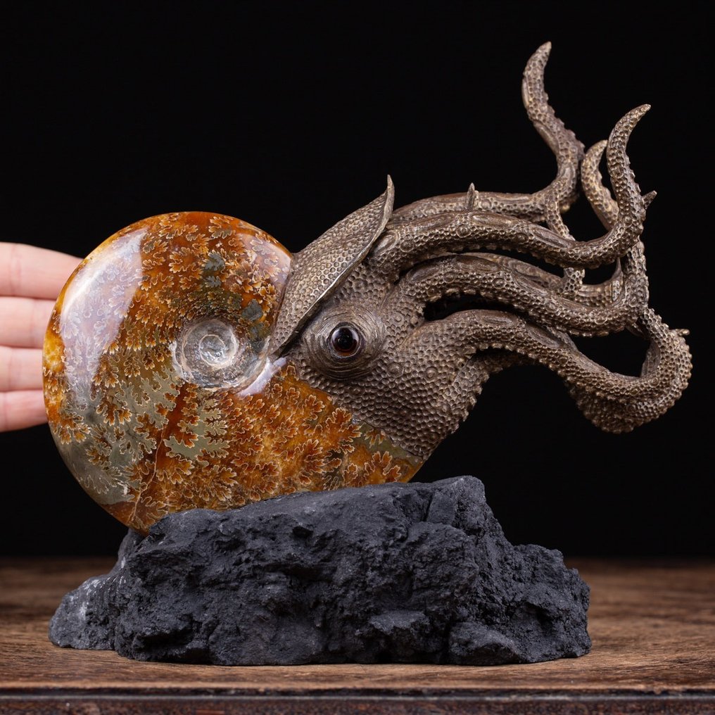 Realistisk ammonitskulptur - 3D ammonit - Aioloceras (Cleoniceras) sp. - 22×18.8×6.5 cm #1.1
