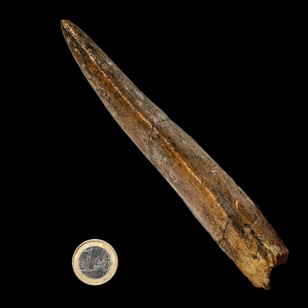 来自“非洲霸王龙”的大型恐龙牙齿 - 牙齿化石 - Carcharodontosaurus - 11.75 cm - 4.21 cm #1.2