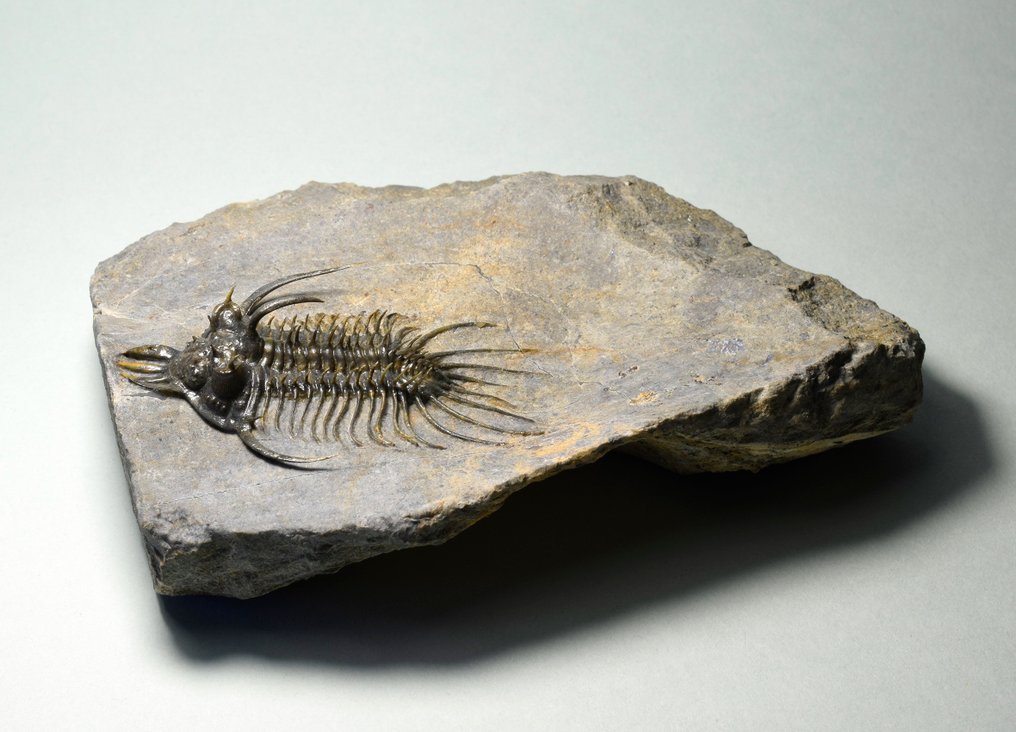 Stacheliger Trilobit - Tierfossil - Quadrops flexuosa - 6.8 cm #2.2