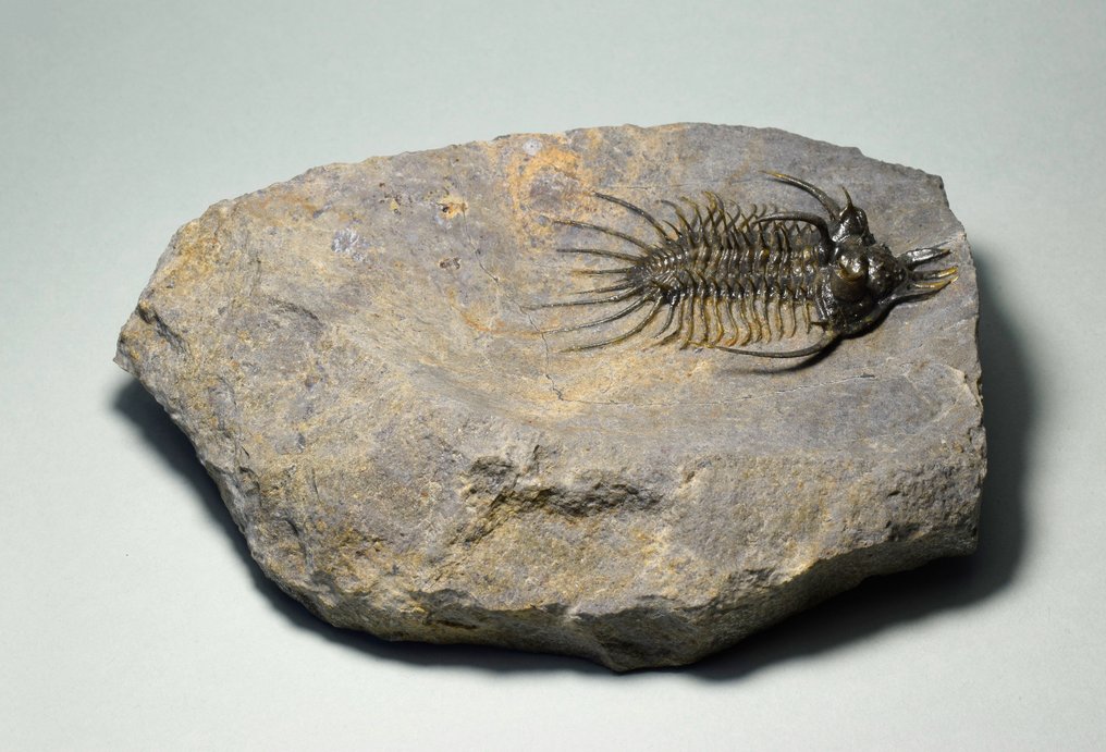 Stacheliger Trilobit - Tierfossil - Quadrops flexuosa - 6.8 cm #3.1