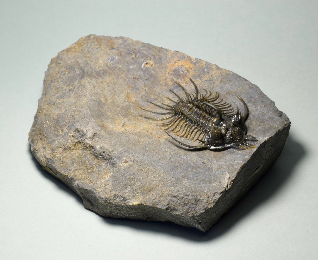 Stacheliger Trilobit - Tierfossil - Quadrops flexuosa - 6.8 cm #2.1