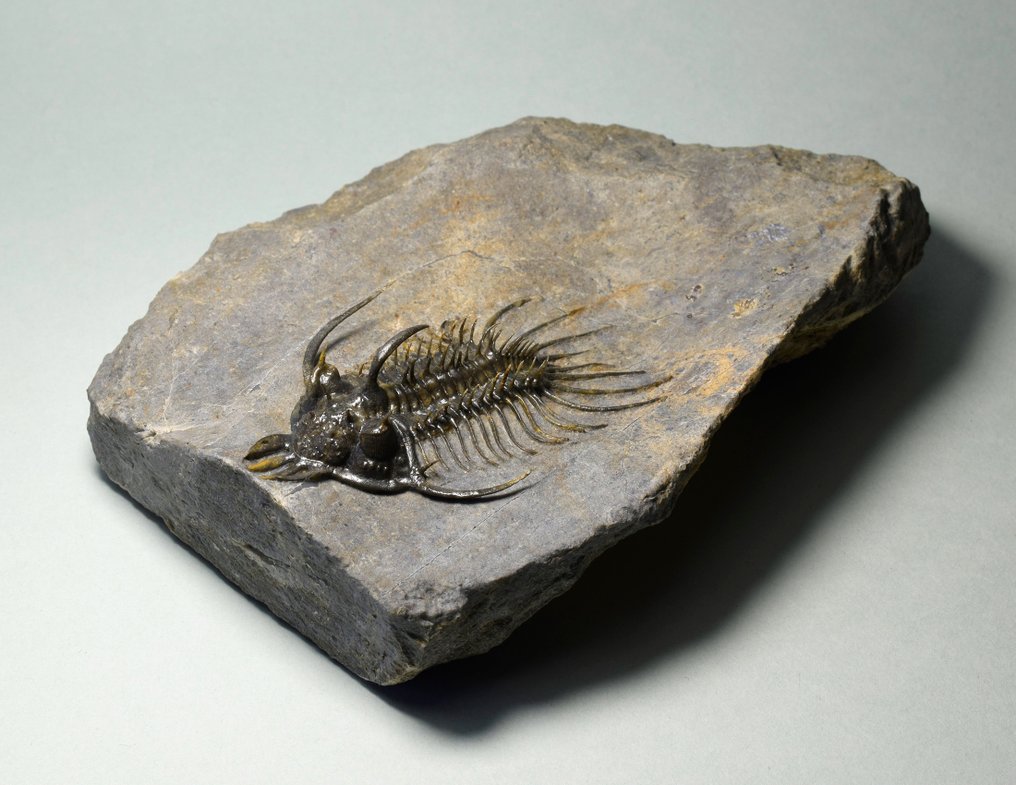 Stacheliger Trilobit - Tierfossil - Quadrops flexuosa - 6.8 cm #1.1