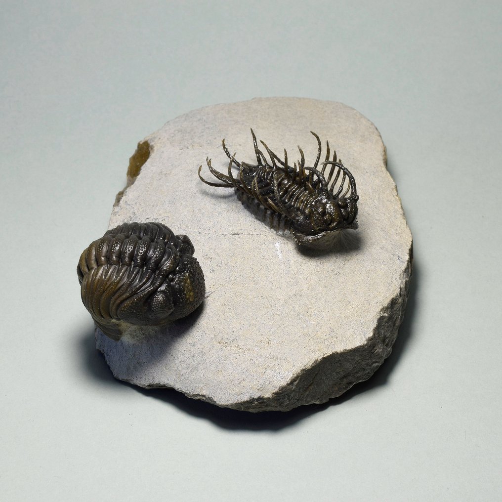 Doornige trilobiet - Gefossiliseerd dier - Koneprusia sp. & Phacopid #2.1