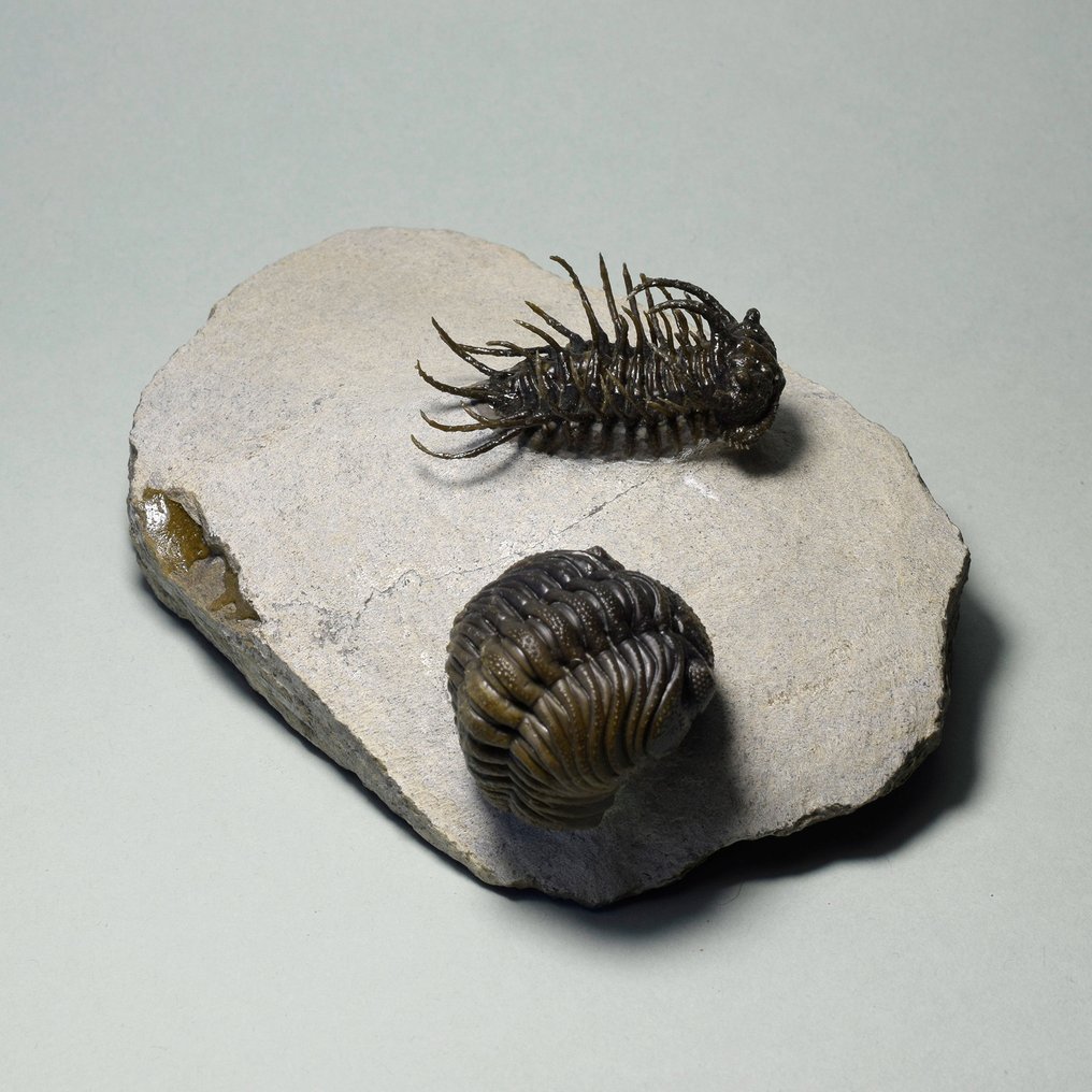 Doornige trilobiet - Gefossiliseerd dier - Koneprusia sp. & Phacopid #2.2