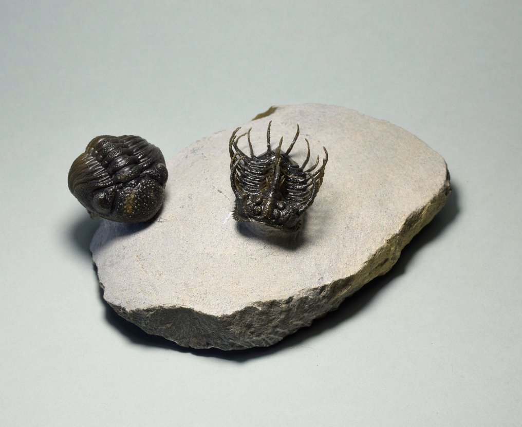 Trilobite espinoso - Animal fosilizado - Koneprusia sp. & Phacopid #3.1
