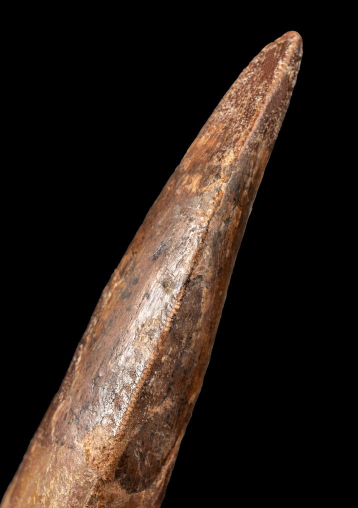impressionante dente de dinossauro com raiz completa - Dente fóssil - Carcharodontosaurus saharicus - 123.69 mm - 30.68 mm #2.1