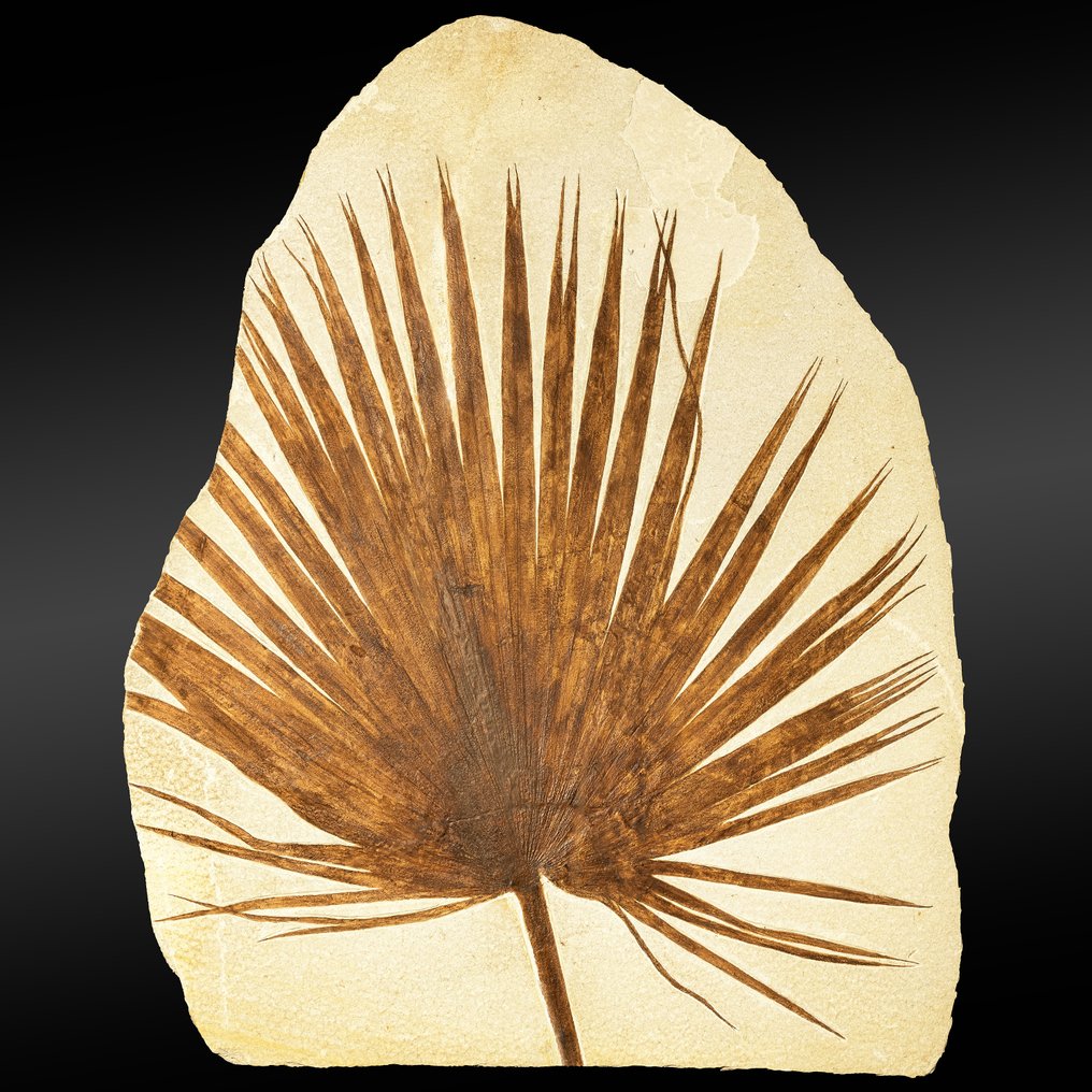 Fossil palmeblad fra Green River Formation, Wyoming - Forstenet plante - Angiosperme / Sabalites - 104 mm - 84 cm #1.2
