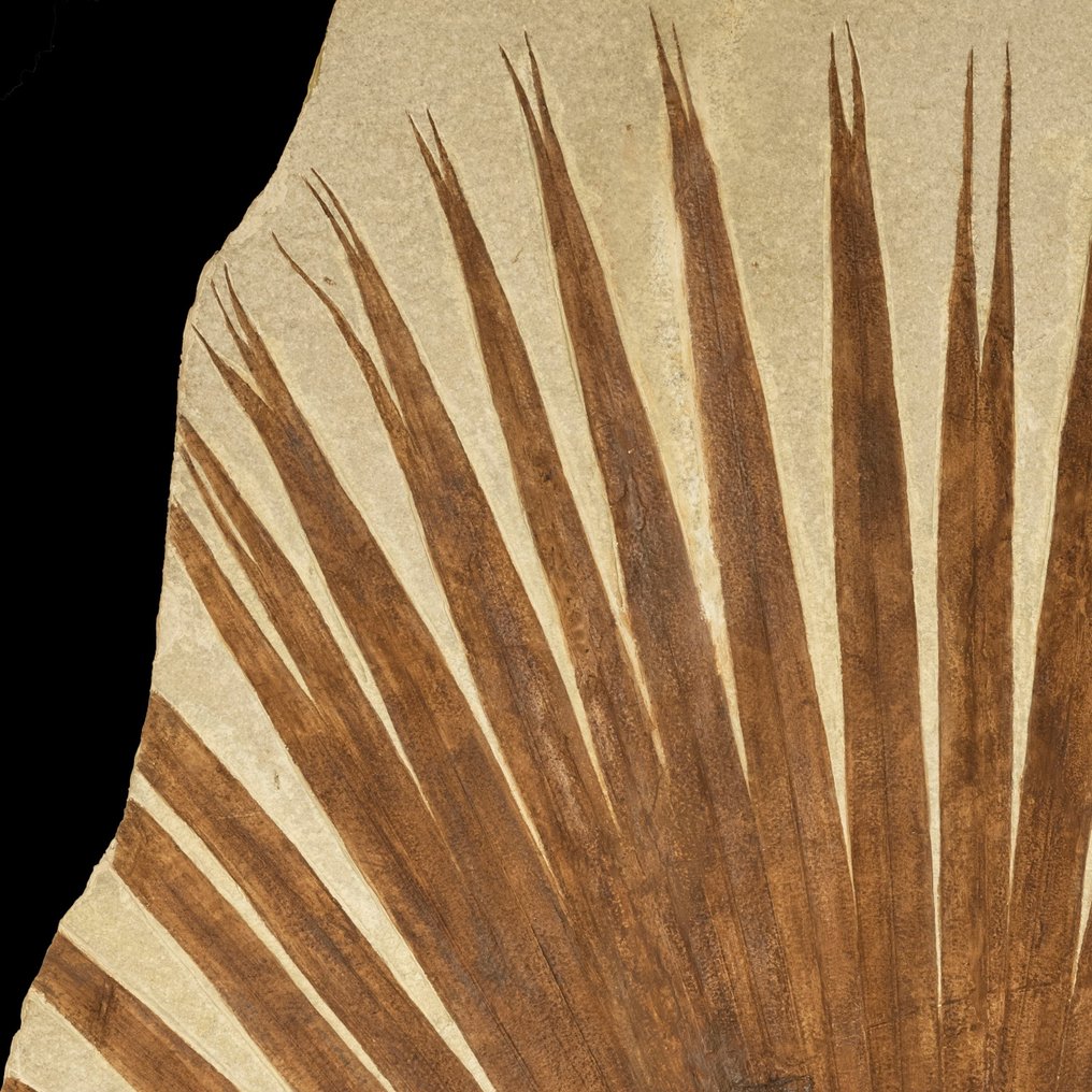 Folhagem de palmeira fóssil da Formação Green River, Wyoming - Planta fossilizada - Angiosperme / Sabalites - 104 mm - 84 cm #2.1
