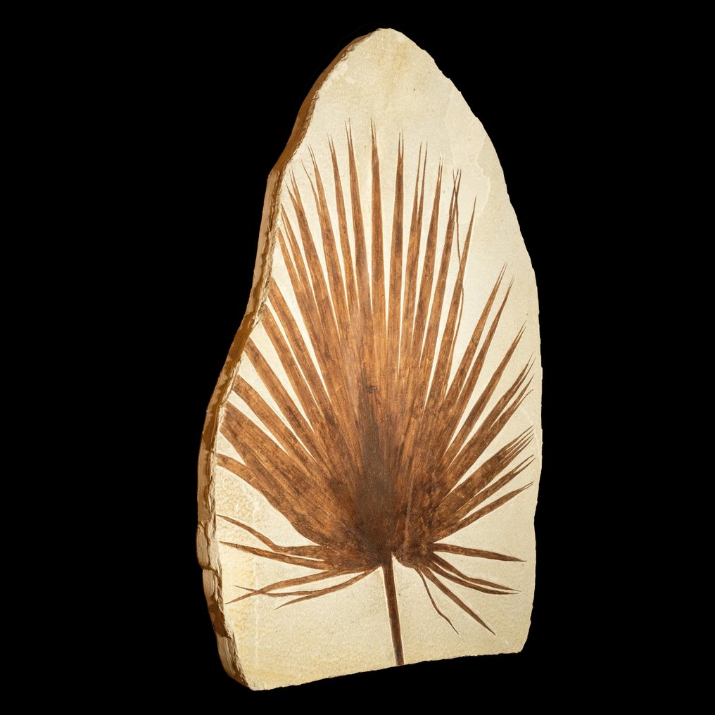 Fronde di palma fossili provenienti dalla formazione Green River, Wyoming - Pianta fossilizzata - Angiosperme / Sabalites - 104 mm - 84 cm #1.1