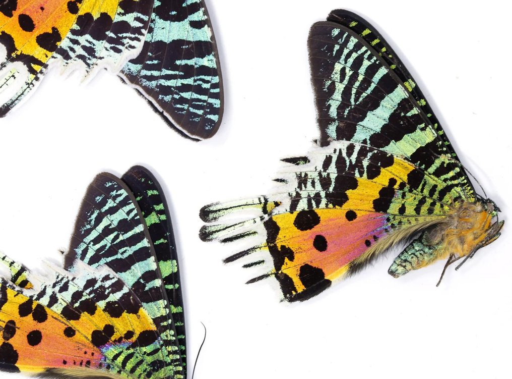 100隻馬達加斯加日落蛾A1大型圈養繁殖標本 標本全身支架 - Chrysiridia rhipheus - 0 mm - 120 mm - 0 mm - 非《瀕臨絕種野生動植物國際貿易公約》物種 - 100 #2.1