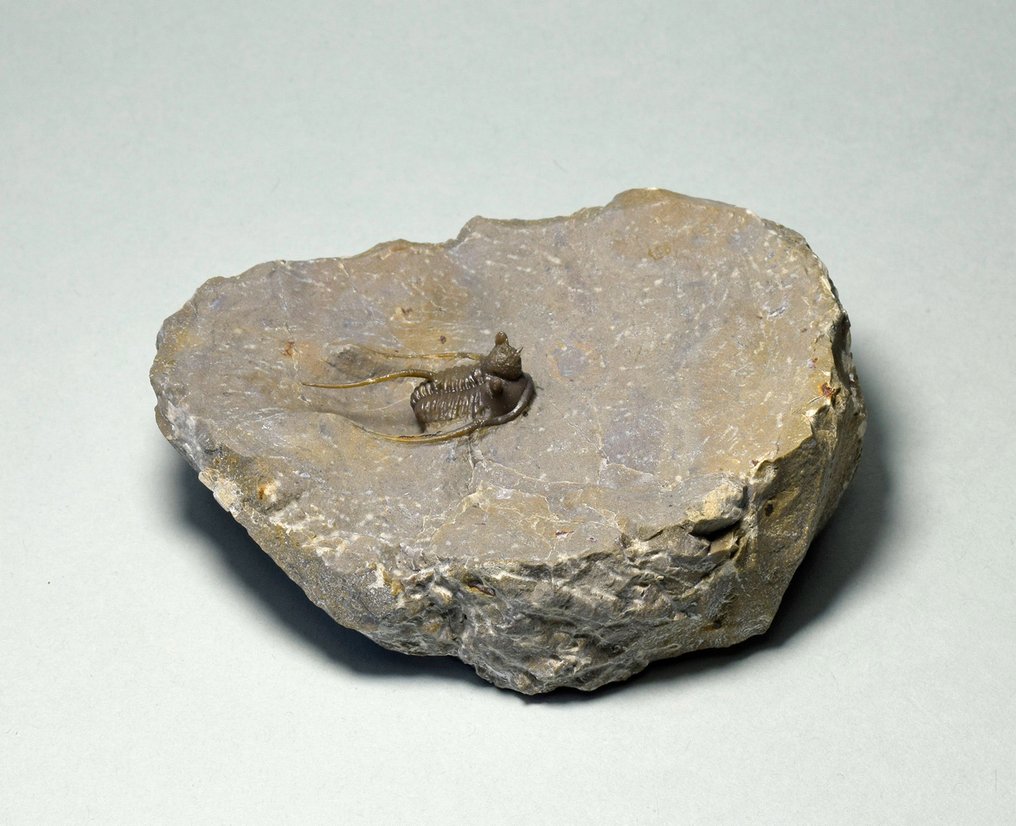 帶刺三葉蟲 - 動物化石 - Cyphaspis eximia - 2.4 cm #3.2