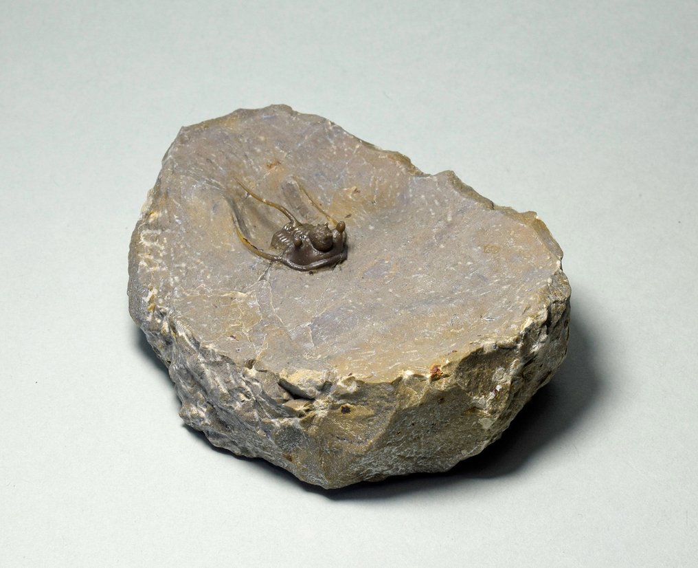 Stacheliger Trilobit - Tierfossil - Cyphaspis eximia - 2.4 cm #3.1