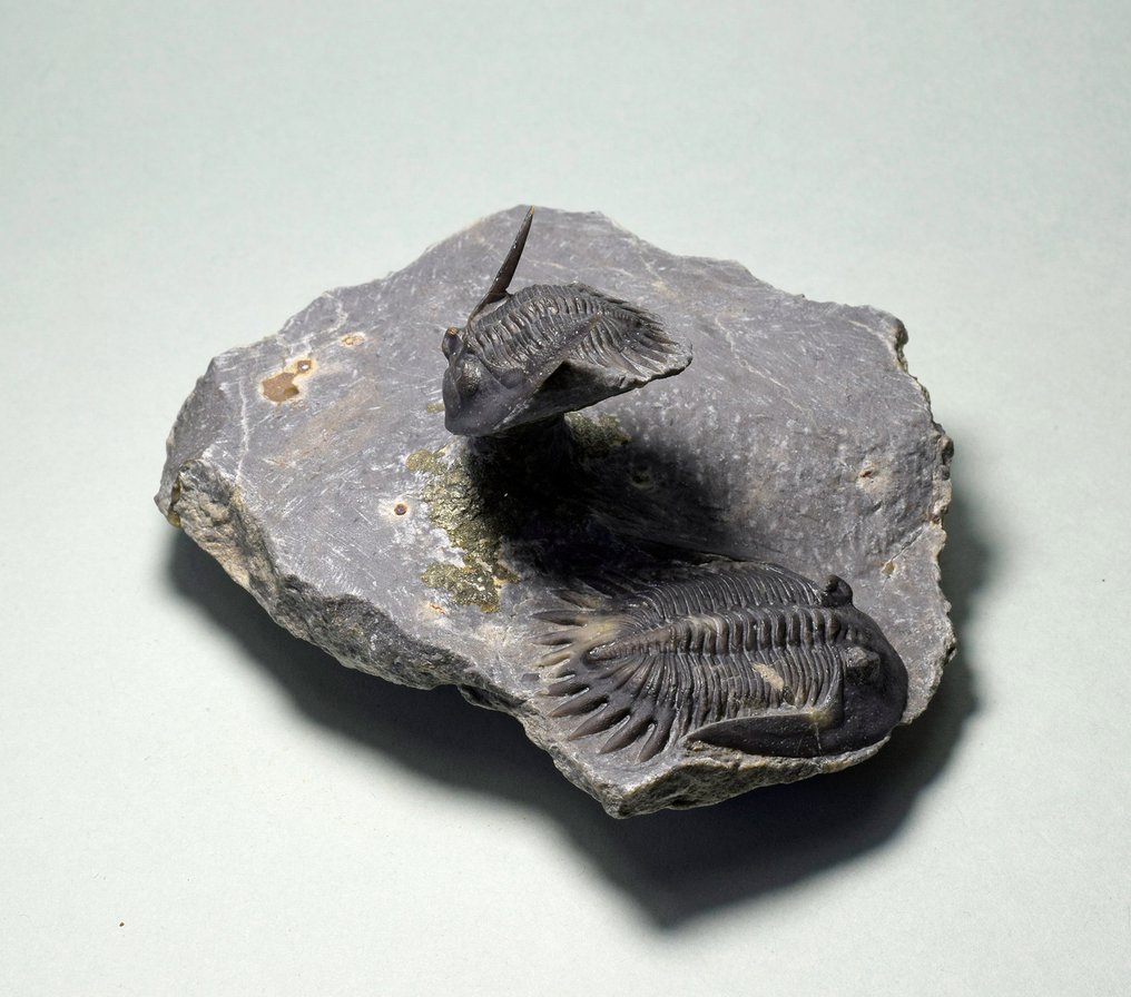 Trilobittforeningen - Fossile dyr - Mrakibina cattoi #1.1