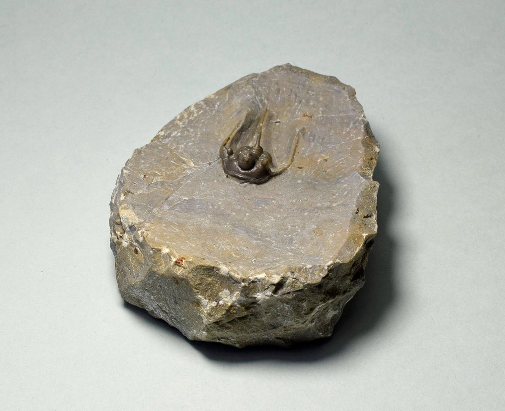 Stacheliger Trilobit - Tierfossil - Cyphaspis eximia - 2.4 cm #2.2