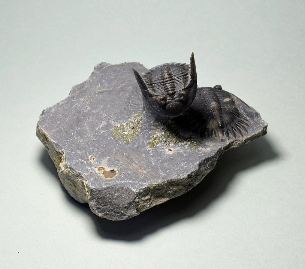 Trilobittforeningen - Fossile dyr - Mrakibina cattoi #2.1