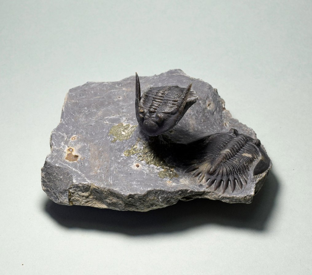 Trilobittforeningen - Fossile dyr - Mrakibina cattoi #1.2