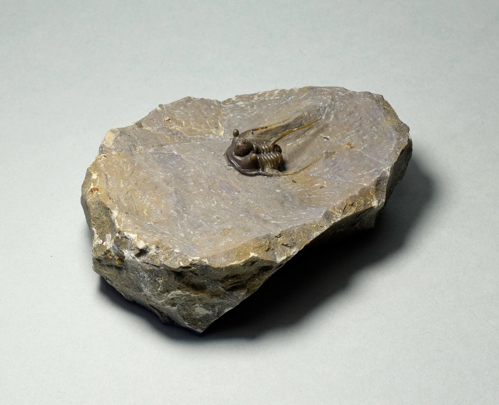 Stacheliger Trilobit - Tierfossil - Cyphaspis eximia - 2.4 cm #2.1