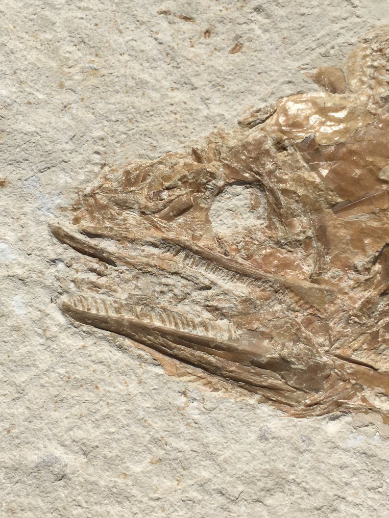 Big predatory fish - Fossil-Matrix - Caturus sp. - 46 cm - 23 cm #1.0