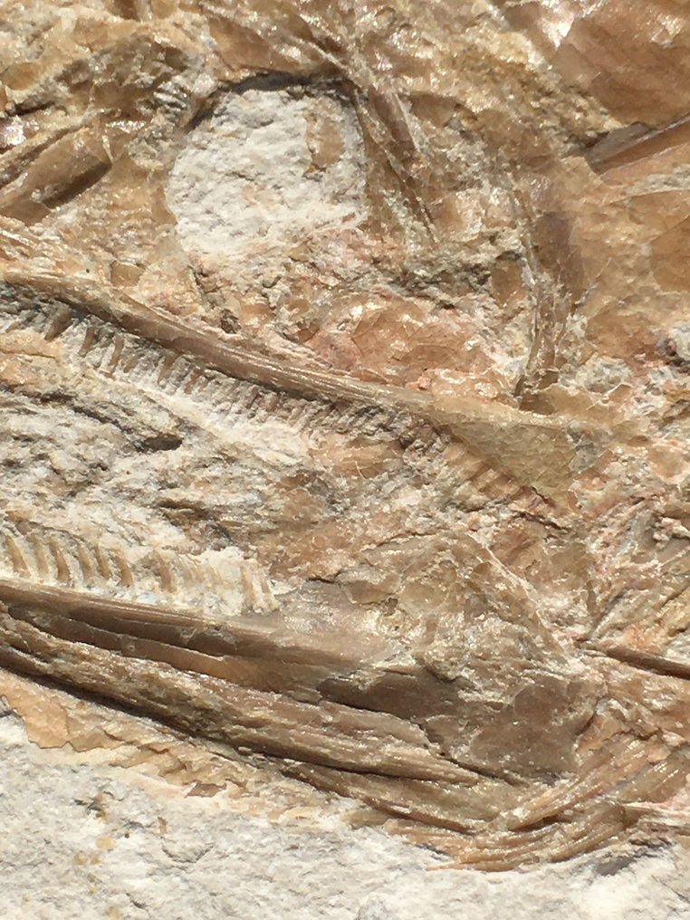 Big predatory fish - Fossil-Matrix - Caturus sp. - 46 cm - 23 cm #3.2