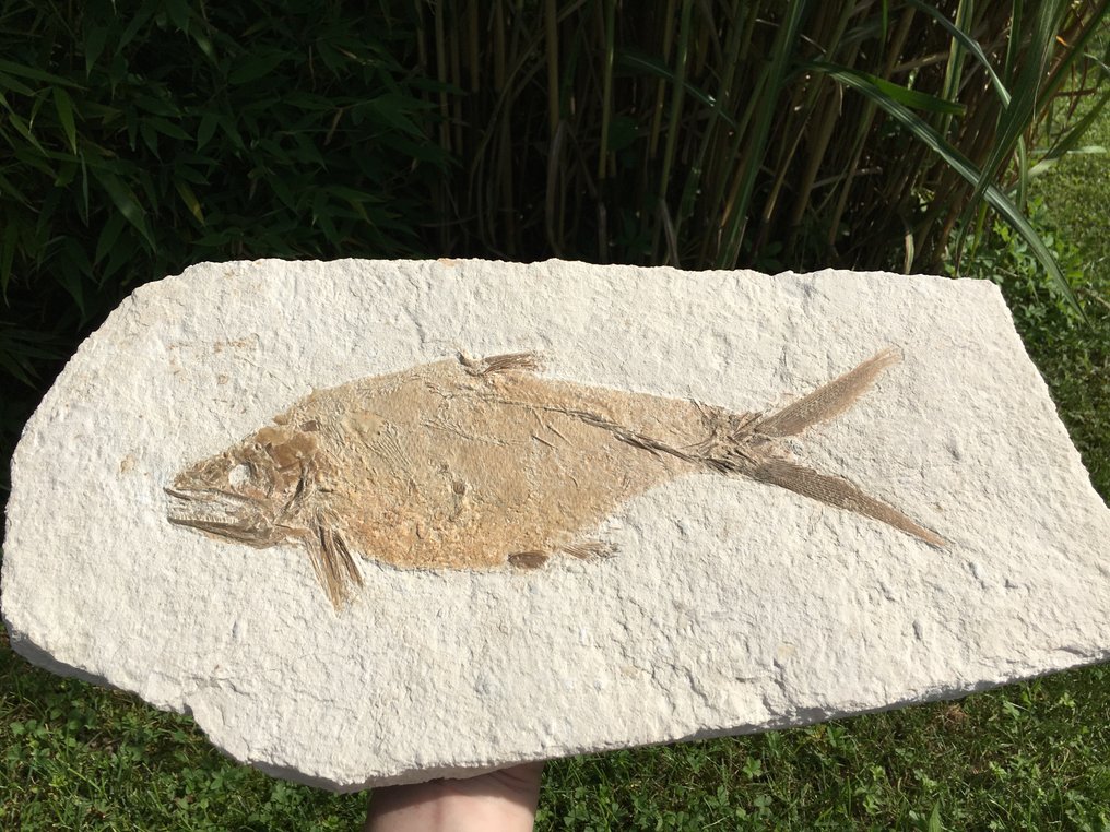 Big predatory fish - Fossil-Matrix - Caturus sp. - 46 cm - 23 cm #4.3