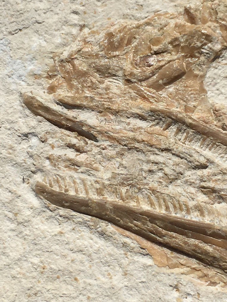 Big predatory fish - Fossil-Matrix - Caturus sp. - 46 cm - 23 cm #2.1