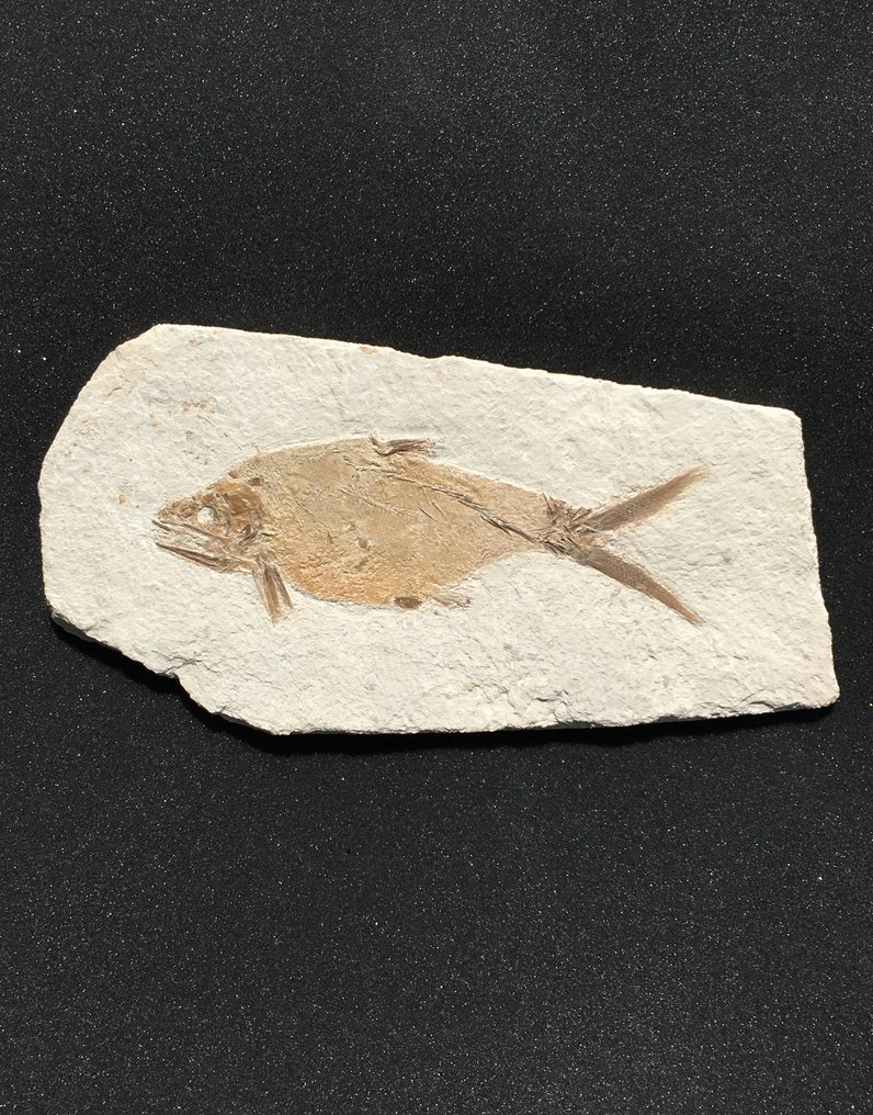 Big predatory fish - Fossil-Matrix - Caturus sp. - 46 cm - 23 cm #1.0