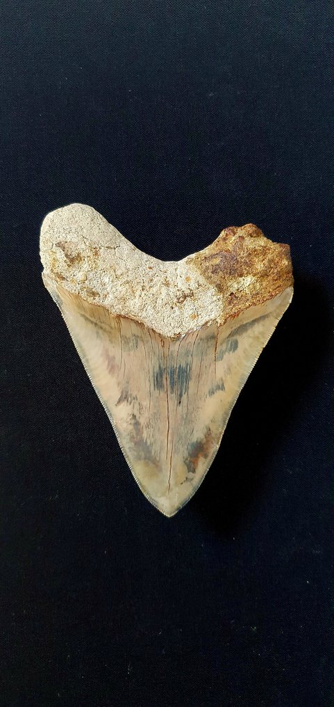 Mégalodon - Dent fossile #2.1