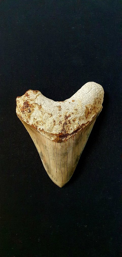 Mégalodon - Dent fossile #2.2