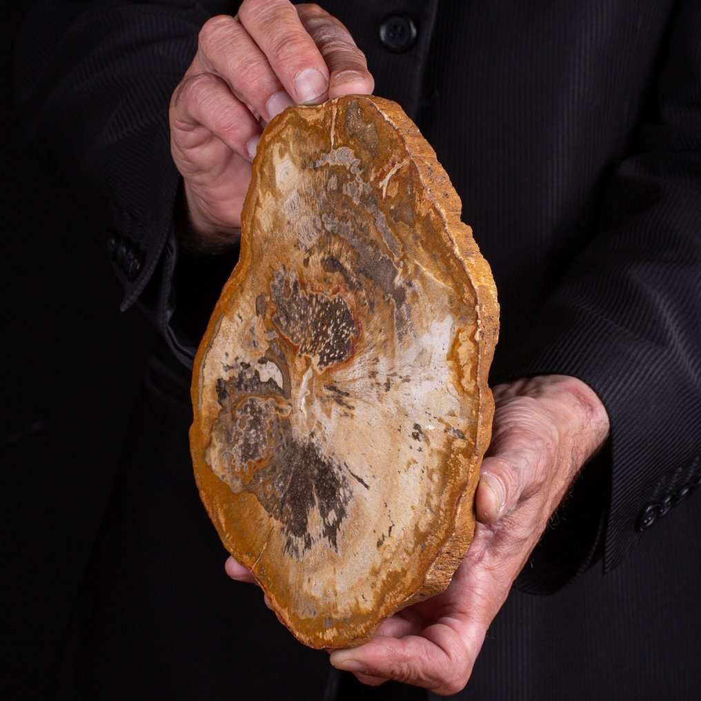 板狀 - 漸新世，3400-2300萬年前 - 化石木材 - 225 mm - 163 mm #2.1