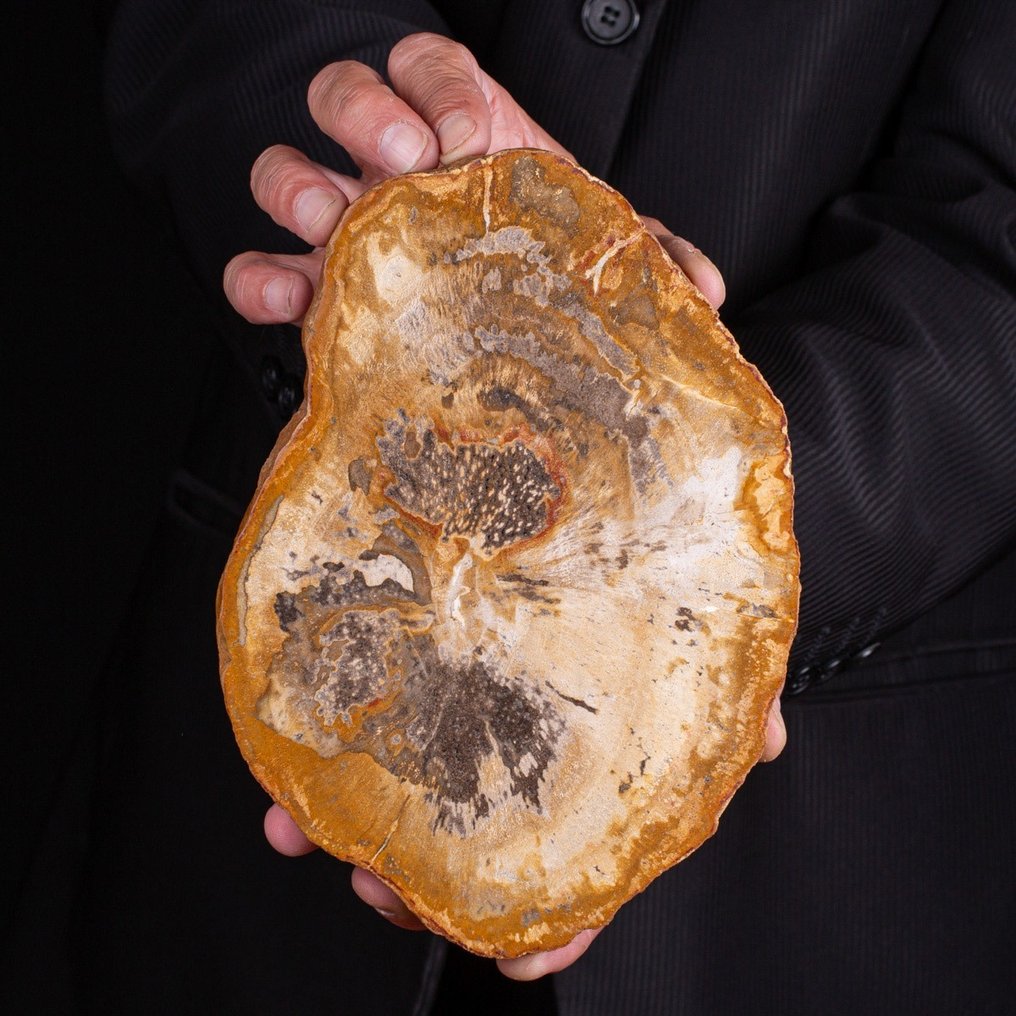 Slab - Oligocen, acum 34-23 de milioane de ani - Lemn fosilizat  - 225 mm - 163 mm #1.1