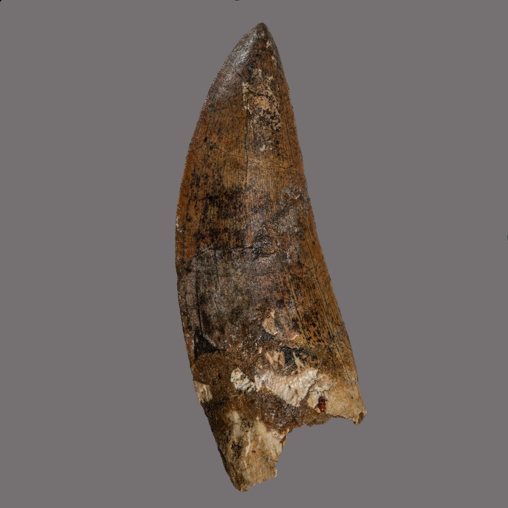 來自「非洲霸王龍」的大型恐龍牙齒 - 牙齒化石 - Carcharodontosaurus - 11.75 cm - 4.21 cm #1.1