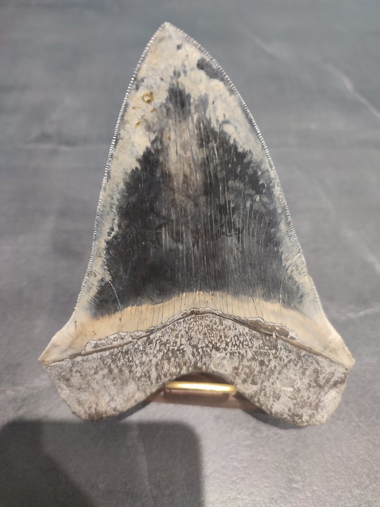 Megalodon - Fossiler Zahn - Big Nice Color - 14.7 cm - 11.4 cm #2.1