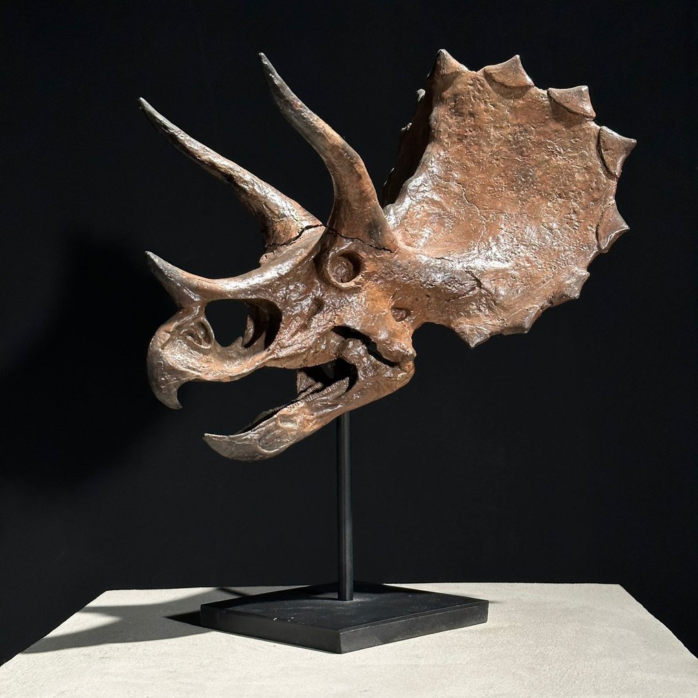 无底价 - 恐龙头骨复制品 - 博物馆级别 - 棕色 - 树脂 动物标本复制支架 - Triceratops - 29 cm - 18 cm - 23 cm #3.2