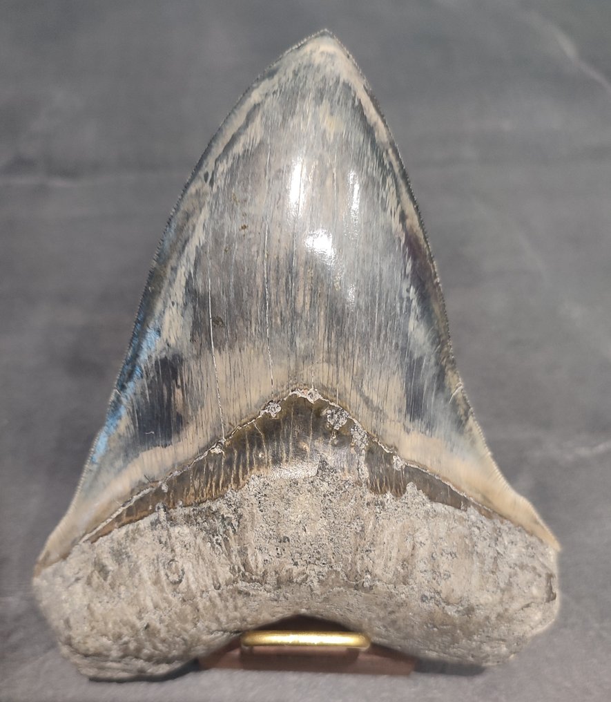 Megalodon - Fossiler Zahn - Big Nice Color - 14.7 cm - 11.4 cm #1.1