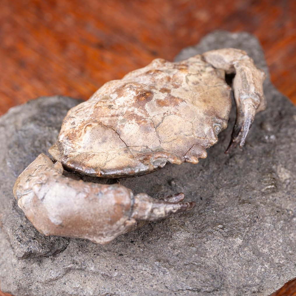 Versteinerte Krabbe - Fossiles Skelett - Harpactocarcinus Bipunctata - 122 mm - 110 mm #2.1