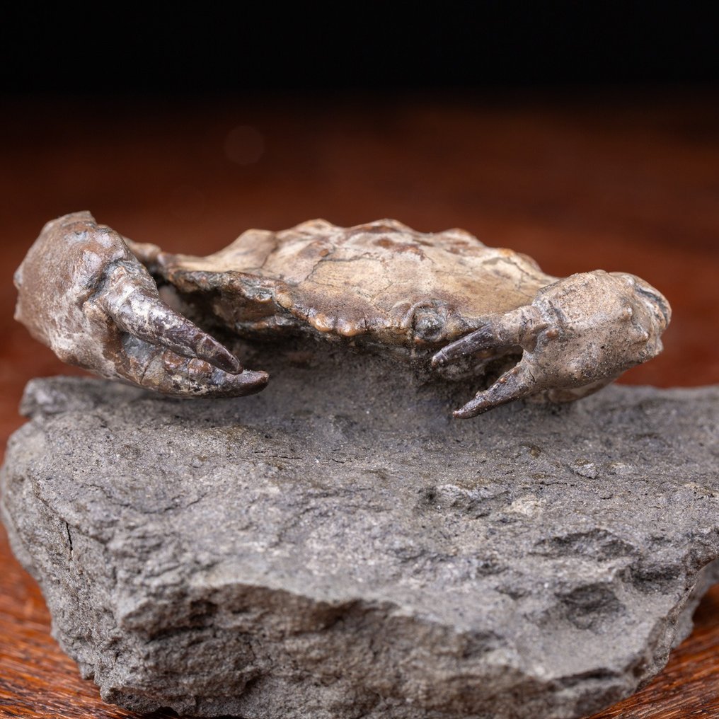 Versteinerte Krabbe - Fossiles Skelett - Harpactocarcinus Bipunctata - 122 mm - 110 mm #1.1