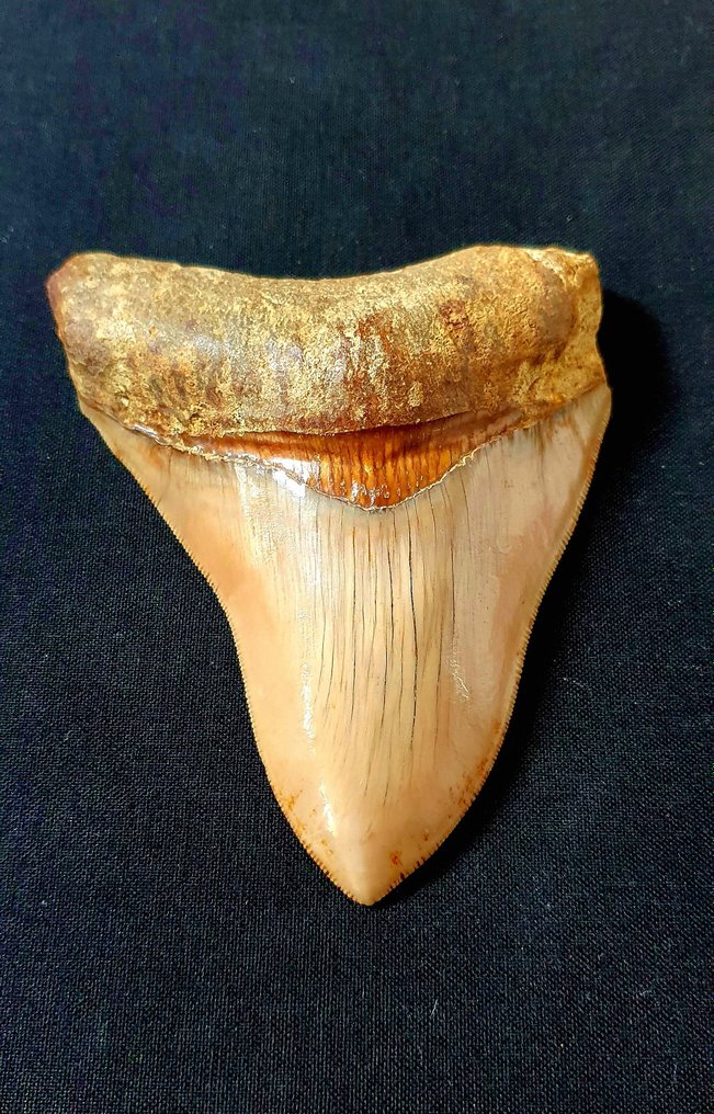 Megalodonte - Dente fossile - 110 mm - 87 mm #1.1