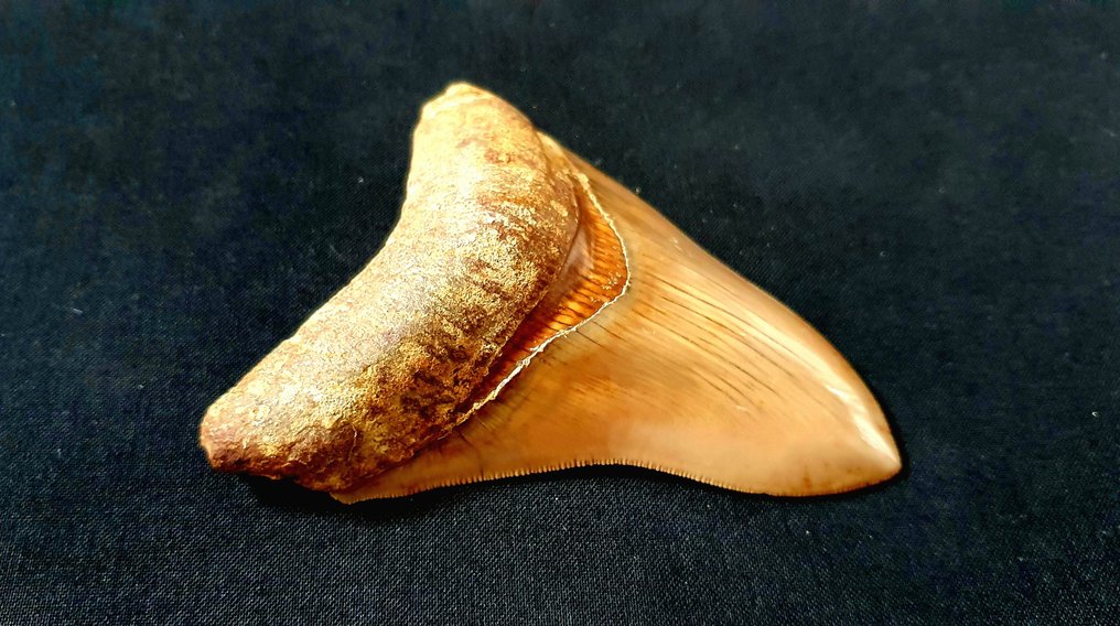 Megalodonte - Dente fossile - 110 mm - 87 mm #2.1