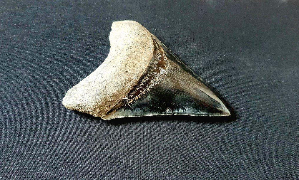 Mégalodon - Dent fossile #1.2