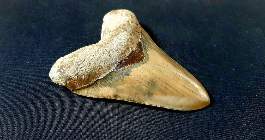 巨齿鲨 - 牙齿化石 - 125 mm - 95 mm #2.1