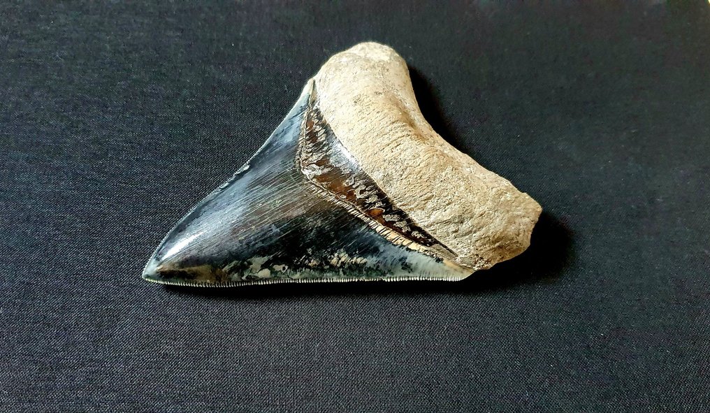 Mégalodon - Dent fossile #1.3